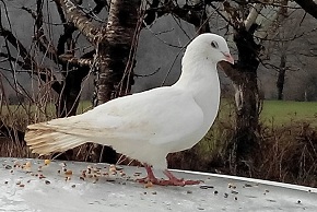 Photo de pigeon