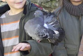 Photo de pigeon