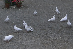 Photo de pigeon