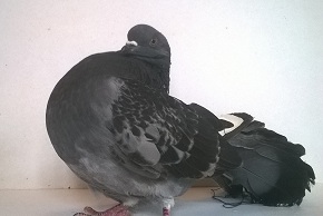 Photo de pigeon